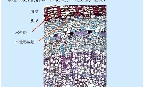 胃肠癌是什么症状、肠胃癌有什么症状开始 -肠胃癌有什么症状网